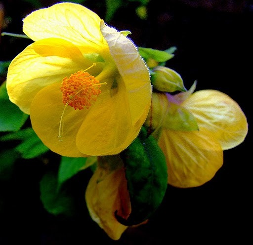 DSCF3928 - flori