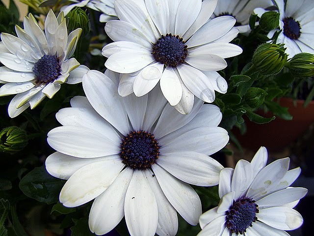DSCF6466 - flori