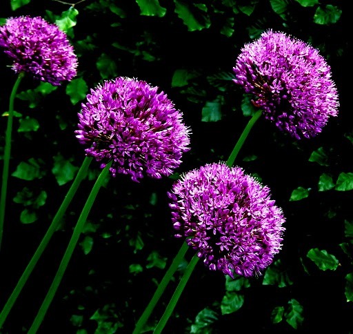 DSCF6601 - flori