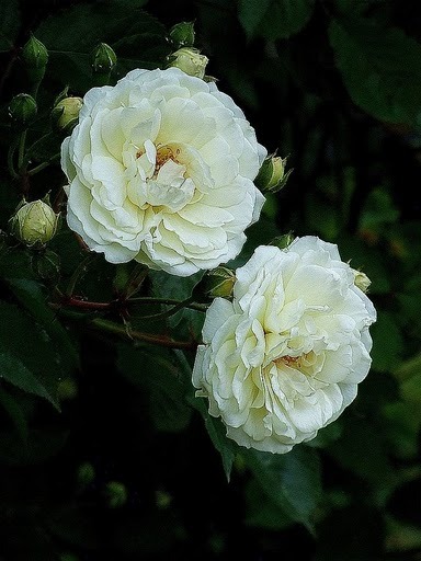 DSCF6660 - flori