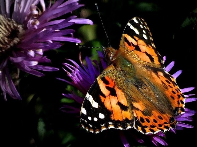 DSCF7562 - fluturi