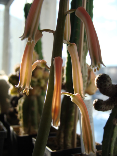 DSC02651 - cactusi