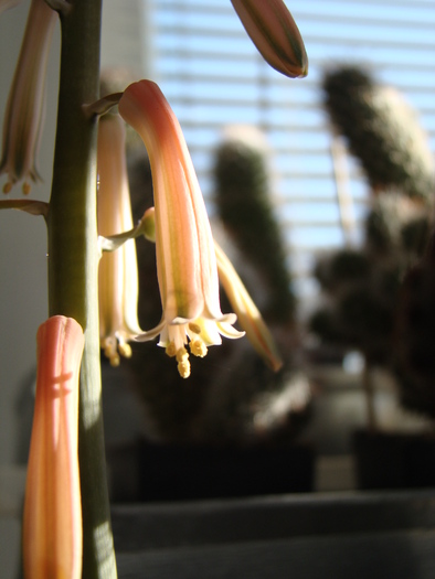 DSC02655 - cactusi