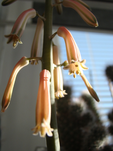 DSC02656 - cactusi