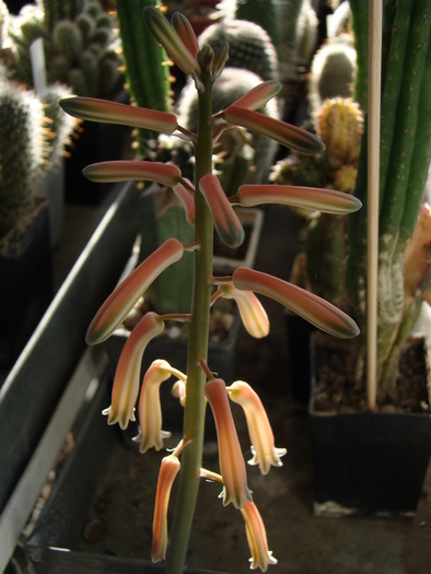 DSC02667 - cactusi