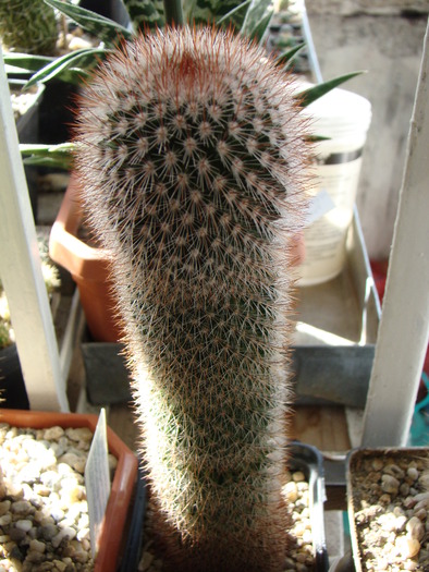 DSC02623 - cactusi