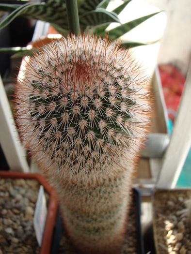 DSC02645 - cactusi