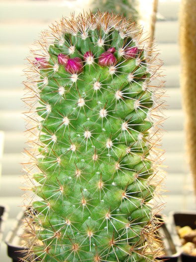 DSC03349 - cactusi