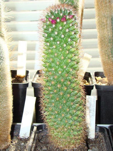 DSC03350 - cactusi