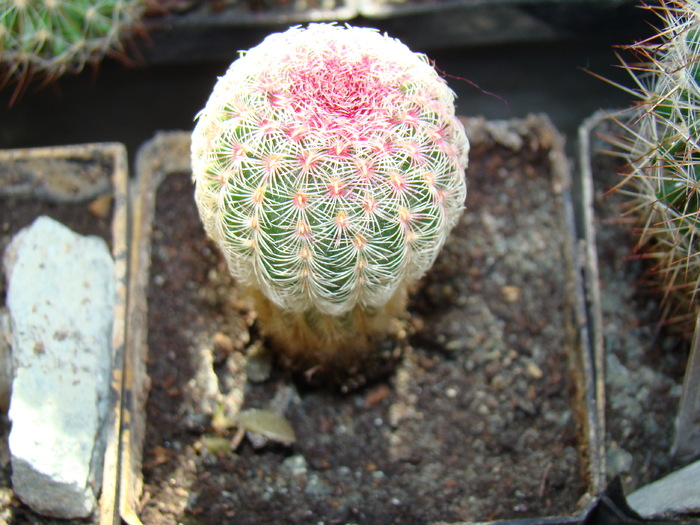 echinocereus rigidisimus var. rubispinus - cactusi