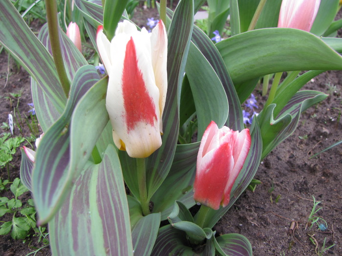 Lalele Johann Strauss & Heart's Delight 29 mart 2010 (2)