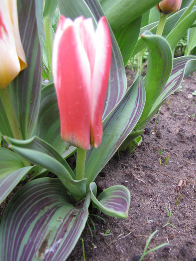 Lalea Heart's Delight 29 mart 2010