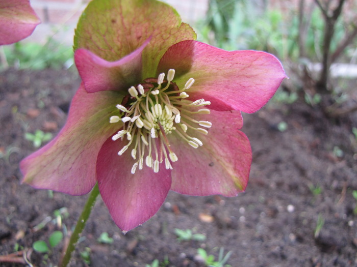 Helleborus Joy Hybrids 29 mart 2010 - Helleborus