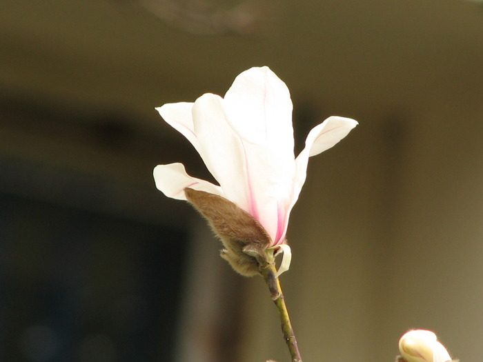 Floare de magnolie - Multe de prin vie si nu numai