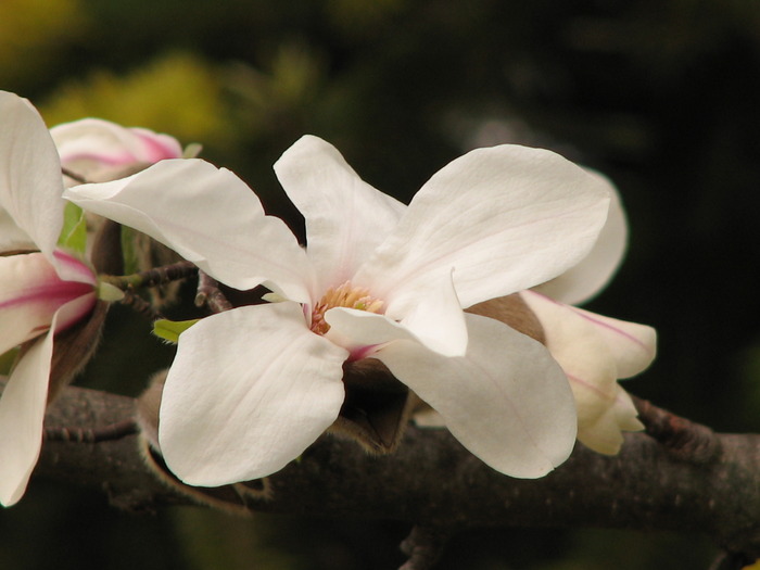 Magnolie - Multe de prin vie si nu numai