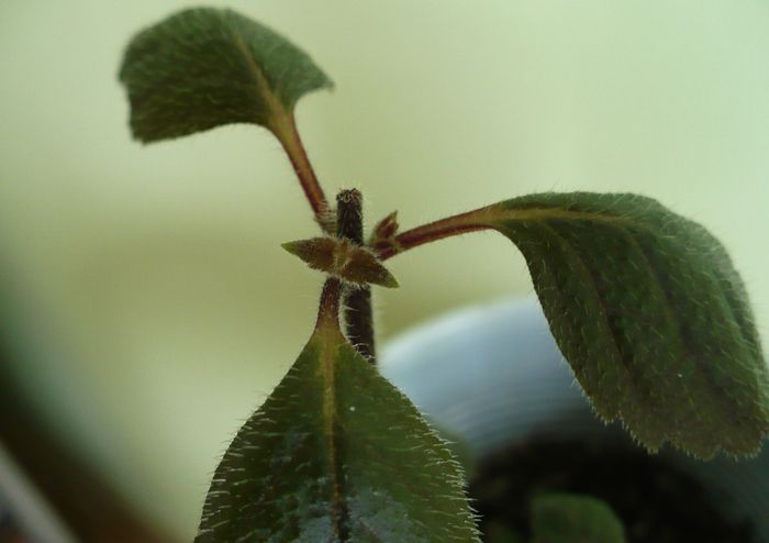 P1230635 - Achimenes 2010