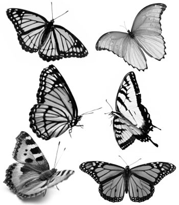 butterfly-brushes