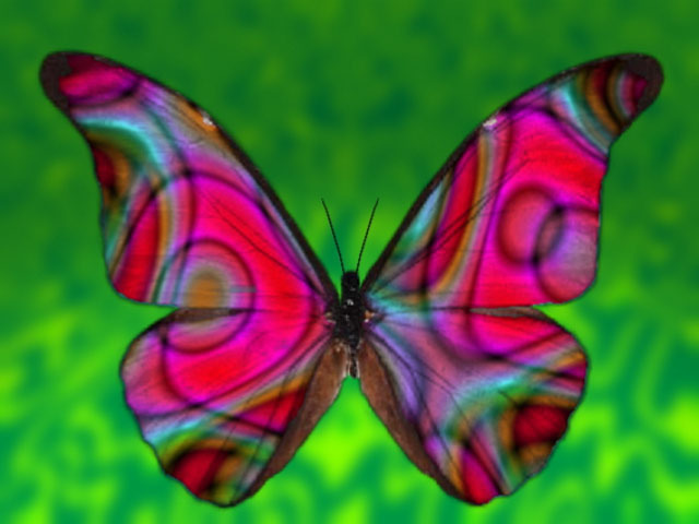 butterflyda