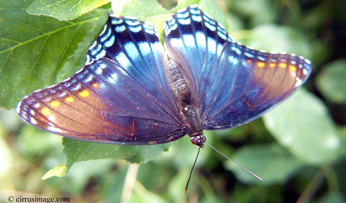 red-spotted_purple_large - Fluturi