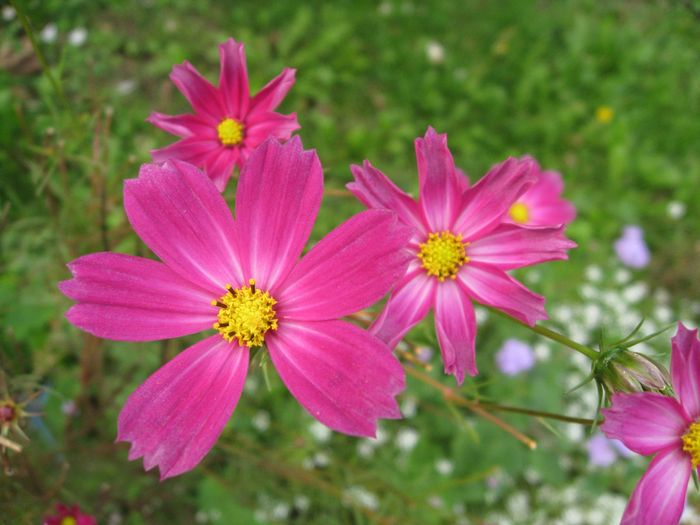 aster-pink-flower-amellus4653 - Flori