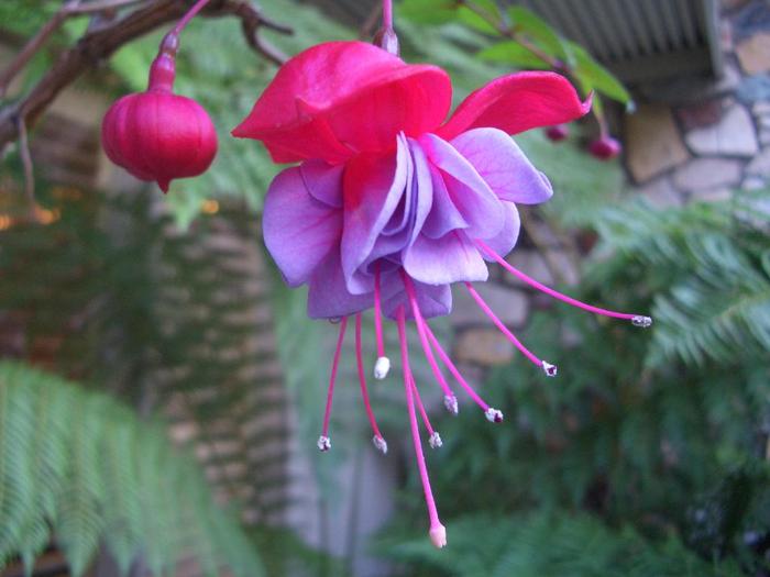 exotic_flower