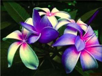 Exotic_flowers - Flori