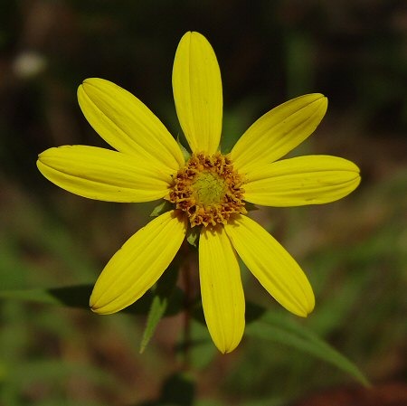 Helianthus_divaricatus_flowers - Flori