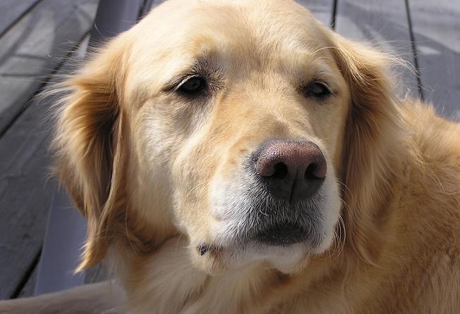 Catel Golden Retriver