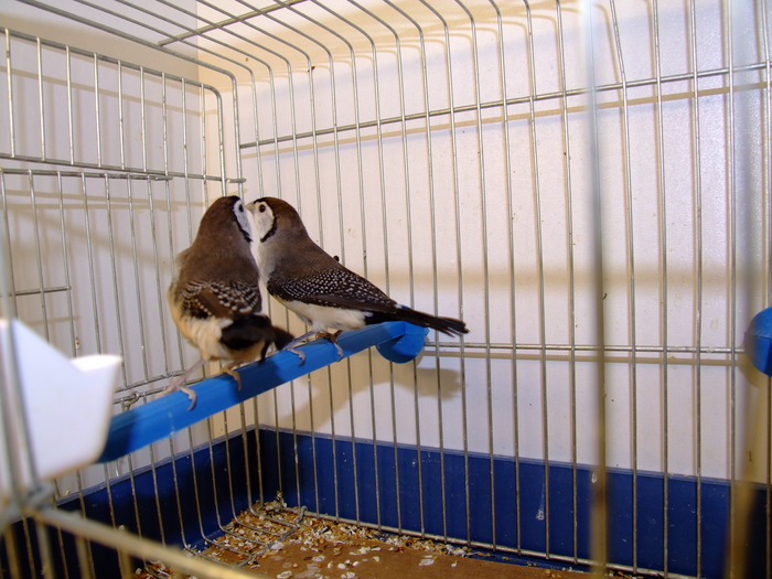 DSCF1619 - owl finch