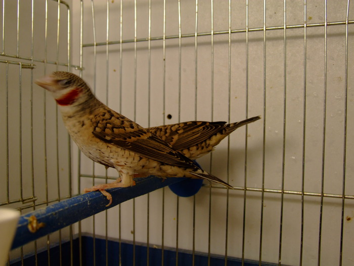 DSCF1611 - cutthroat finch