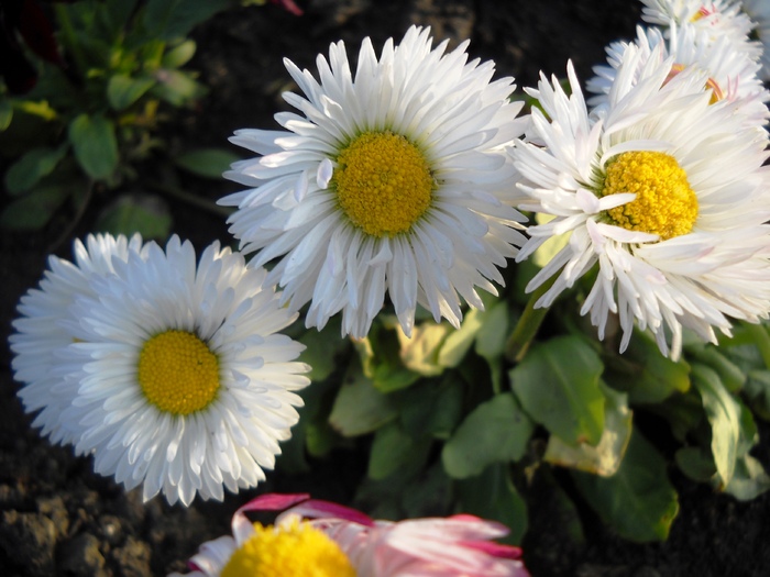 DSCN3988 - flori dragutze 2010