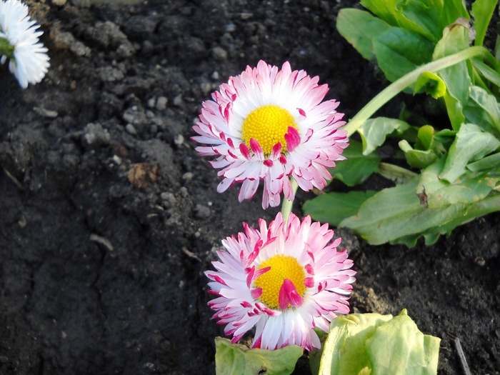 DSCN3989 - flori dragutze 2010