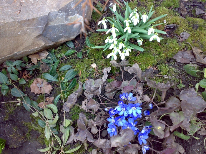 ghiocei si hepatica transsilvanica ( crucea voinicului ) - flori de gradina - 2010