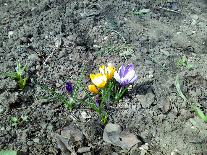 crocusi - amestec de culori - flori de gradina - 2010