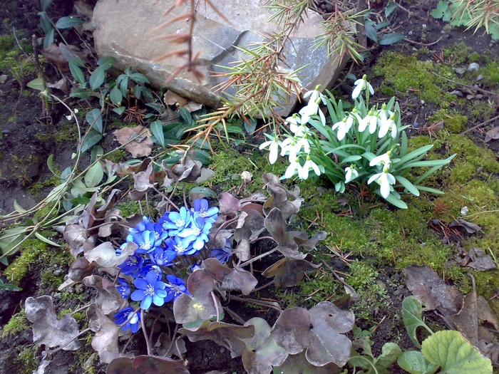 tufe de ghiocei si crucea voinicului - flori de gradina - 2010