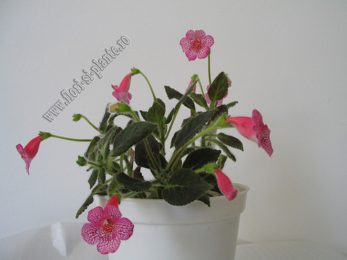 Kohleria Laura 13