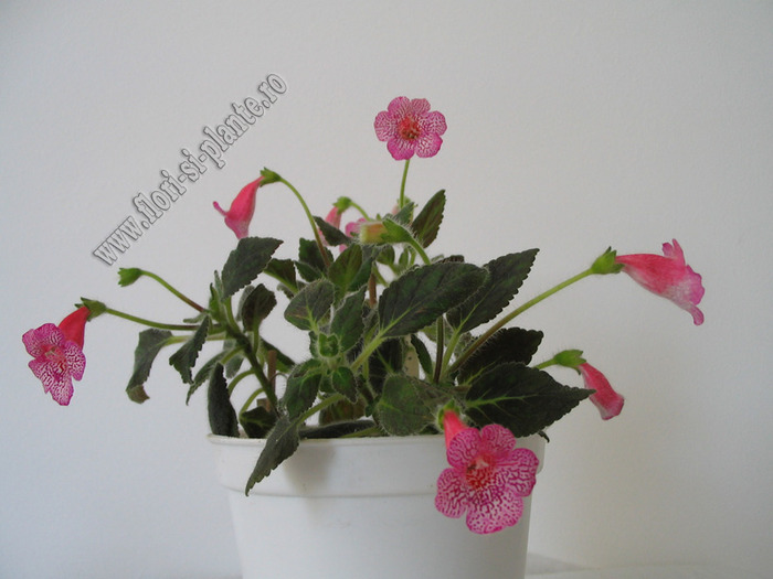 Kohleria Laura 14