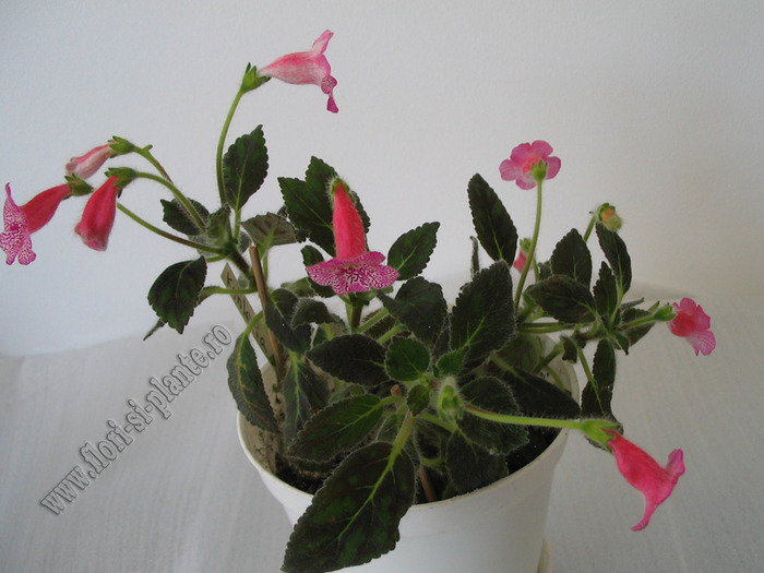 Kohleria Laura 15