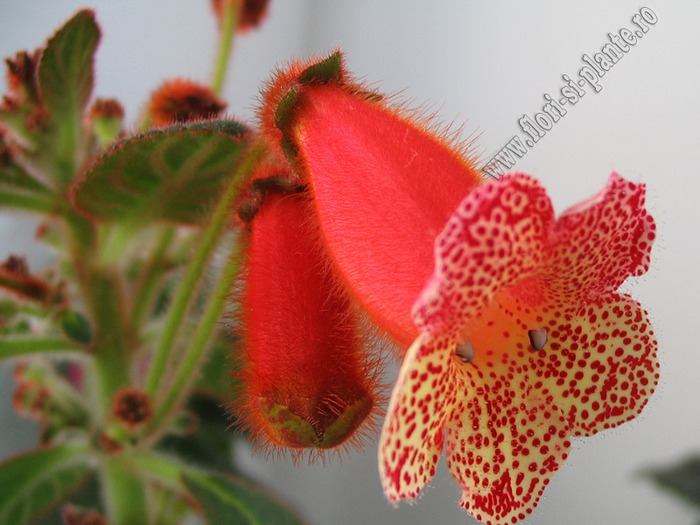 Kohleria Norrsken 9