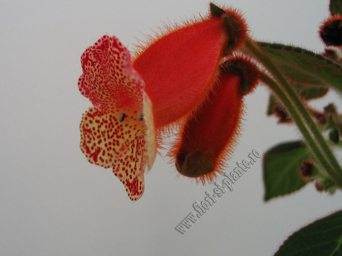 Kohleria Norrsken 11
