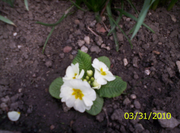 primula - flori de primavara 2010