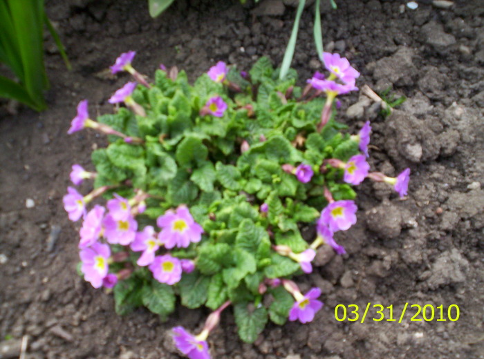 primule - flori de primavara 2010