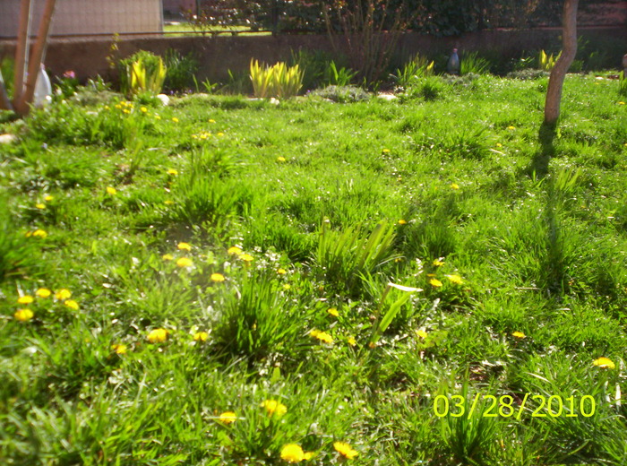 papadii prin iarba de acasa - flori de primavara 2010