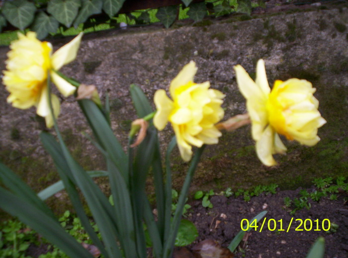 narcise galbene - flori de primavara 2010