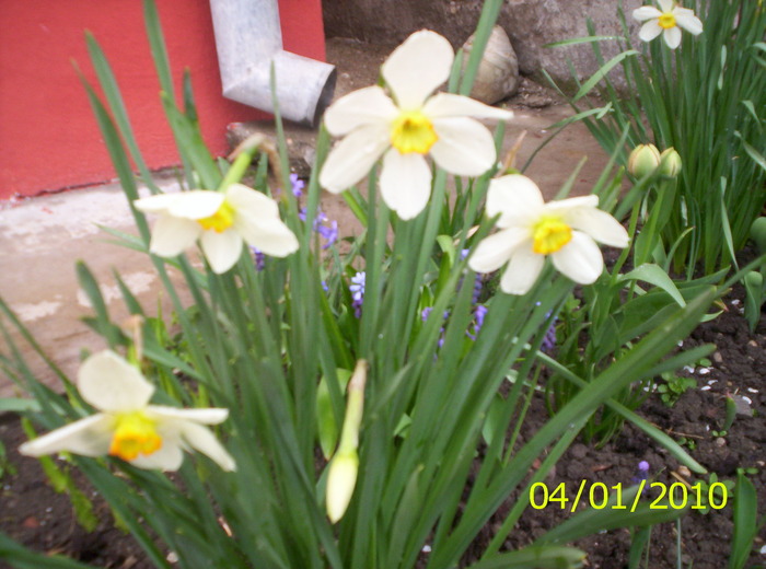 narcise - flori de primavara 2010