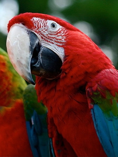 papagal-ara_08_b - Toate Pozele mele din PC