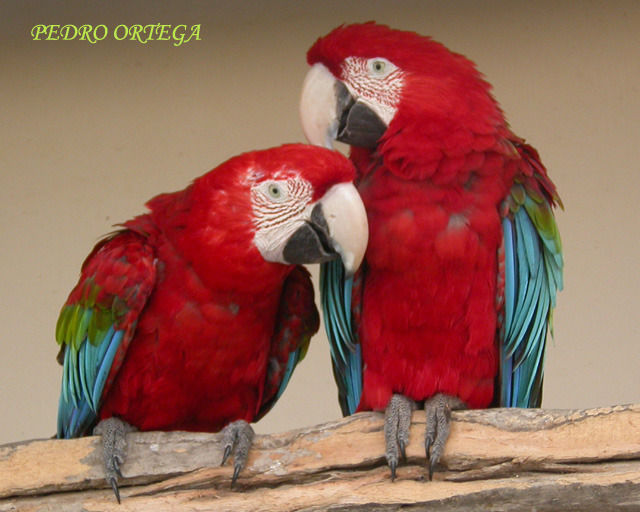 ARA CHLOROPTERA - Toate Pozele mele din PC