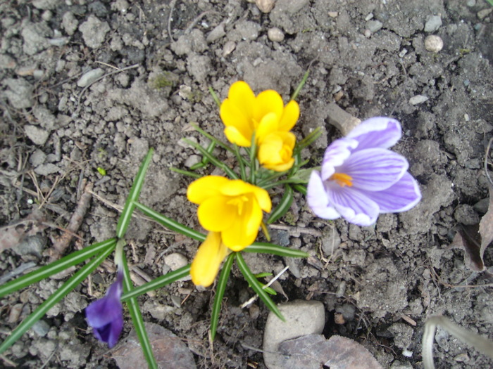 crocusi - flori de gradina - 2010