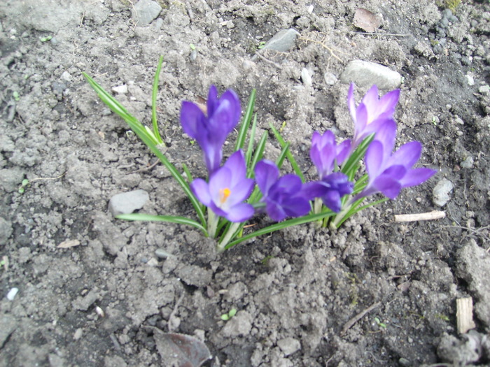 crocusi mov - flori de gradina - 2010