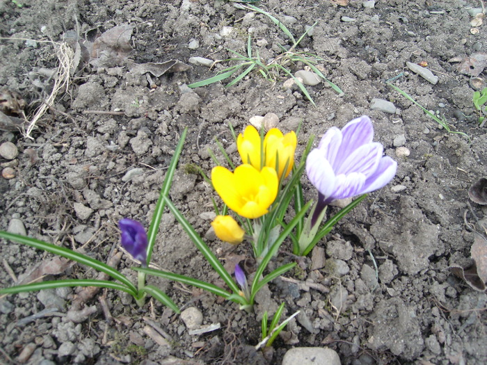 crocusi - flori de gradina - 2010